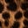 Tan Leopard